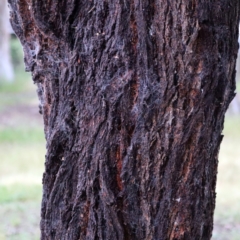 Eucalyptus leucoxylon (Yellow Gum) at Higgins, ACT - 25 Nov 2022 by Trevor