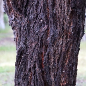 Eucalyptus sideroxylon at Higgins Woodland - 26 Nov 2022 07:23 AM