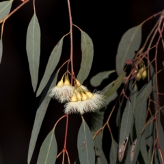 Eucalyptus sideroxylon at Higgins Woodland - 26 Nov 2022 07:23 AM