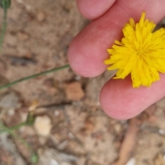 Hypochaeris radicata at Bungendore, NSW - 3 Dec 2022