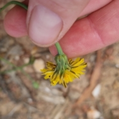 Hypochaeris radicata at Bungendore, NSW - 3 Dec 2022