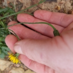 Hypochaeris radicata at Bungendore, NSW - 3 Dec 2022