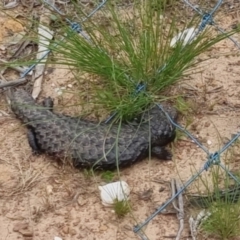 Tiliqua rugosa (Shingleback Lizard) at Bungendore, NSW - 2 Dec 2022 by clarehoneydove