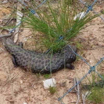 Tiliqua rugosa (Shingleback Lizard) at Bungendore, NSW - 2 Dec 2022 by clarehoneydove