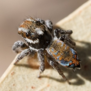 Maratus calcitrans at Bonner, ACT - suppressed