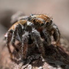 Maratus calcitrans at Bonner, ACT - suppressed