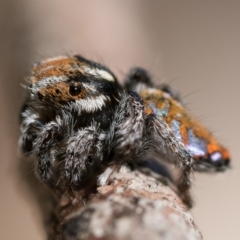 Maratus calcitrans at Bonner, ACT - suppressed