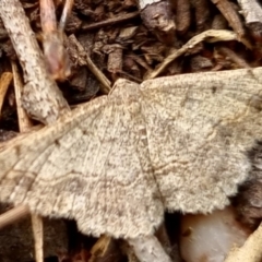 Taxeotis intextata (Looper Moth, Grey Taxeotis) at Bungendore, NSW - 2 Dec 2022 by clarehoneydove