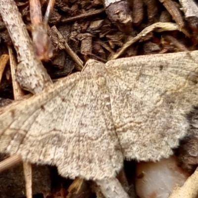 Taxeotis intextata (Looper Moth, Grey Taxeotis) at Bungendore, NSW - 3 Dec 2022 by clarehoneydove