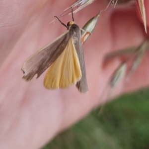 Palaeosia undescribed species at Bungendore, NSW - 2 Dec 2022