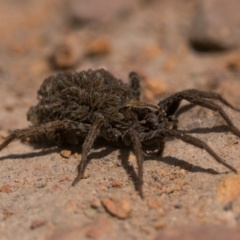 Lycosidae (family) (Wolf spider) at Bonner, ACT - 3 Dec 2022 by patrickcox