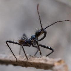 Reduviidae (family) (An assassin bug) at Mount Painter - 3 Dec 2022 by patrickcox