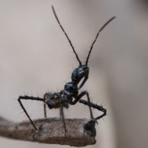 Reduviidae (family) at Cook, ACT - 3 Dec 2022 01:00 PM