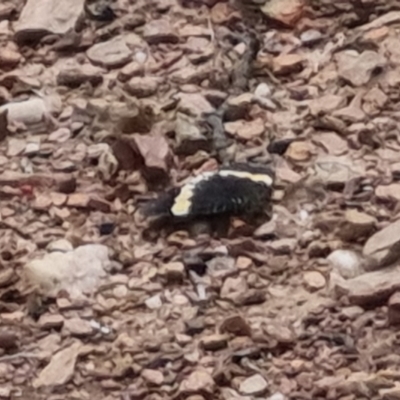 Eutrichopidia latinus (Yellow-banded Day-moth) at Bungendore, NSW - 2 Dec 2022 by clarehoneydove