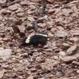 Eutrichopidia latinus at Bungendore, NSW - 3 Dec 2022