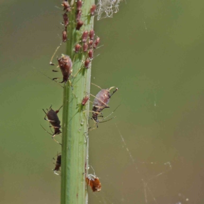 Uroleucon sp. (genus) (an aphid that usually feeds on daisies) at O'Connor, ACT - 3 Dec 2022 by ConBoekel