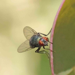 Calliphoridae (family) at O'Connor, ACT - 3 Dec 2022 11:34 AM