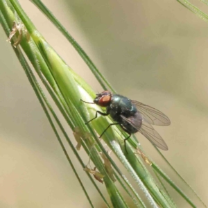 Calliphoridae (family) at O'Connor, ACT - 3 Dec 2022 11:34 AM