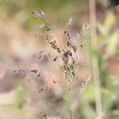 Poa sp. (A Snow Grass) at O'Connor, ACT - 2 Dec 2022 by ConBoekel