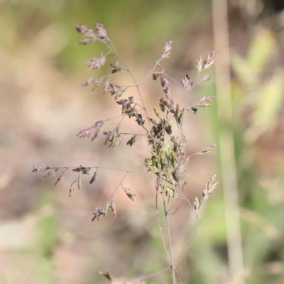 Poa sp. (A Snow Grass) at O'Connor, ACT - 3 Dec 2022 by ConBoekel