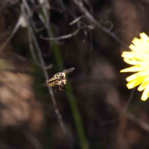 Syrphini sp. (tribe) at O'Connor, ACT - 3 Dec 2022