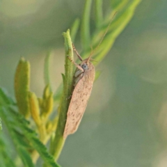 Garrha carnea at O'Connor, ACT - 3 Dec 2022