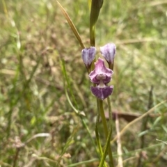 Diuris dendrobioides (Late Mauve Doubletail) at Mount Taylor - 3 Dec 2022 by Shazw