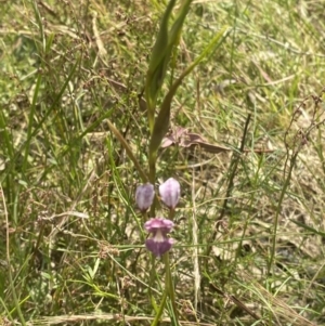 Diuris dendrobioides at suppressed - suppressed