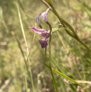 Diuris dendrobioides at suppressed - suppressed