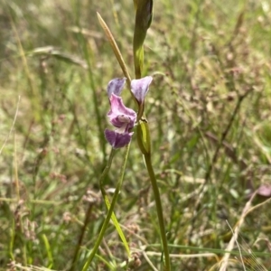 Diuris dendrobioides at suppressed - suppressed