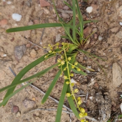 Lomandra filiformis subsp. coriacea (Wattle Matrush) at Bungendore, NSW - 2 Dec 2022 by clarehoneydove