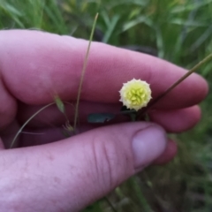 Trifolium campestre (Hop Clover) at Bungendore, NSW - 2 Dec 2022 by clarehoneydove