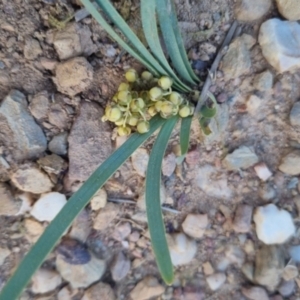 Lomandra filiformis subsp. coriacea at Bungendore, NSW - 30 Nov 2022