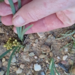 Lomandra filiformis subsp. coriacea at Bungendore, NSW - 30 Nov 2022