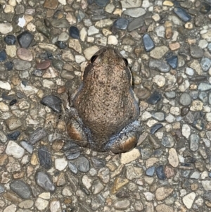 Limnodynastes dumerilii at Nicholls, ACT - suppressed