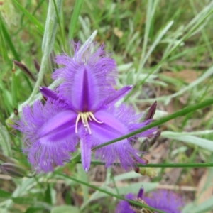 Thysanotus tuberosus at Hall, ACT - 2 Dec 2022 12:15 PM