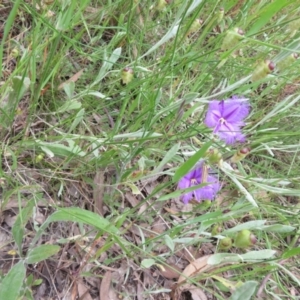 Thysanotus tuberosus at Hall, ACT - 2 Dec 2022 12:15 PM