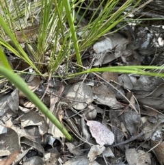 Microtis unifolia (Common Onion Orchid) at Aranda Bushland - 3 Dec 2022 by lbradley