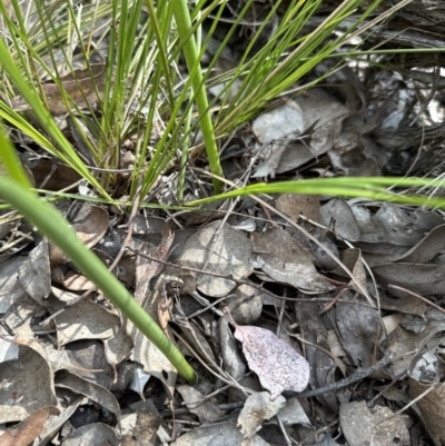 Microtis unifolia (Common Onion Orchid) at Cook, ACT - 3 Dec 2022 by lbradley