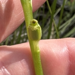 Microtis unifolia at Cook, ACT - suppressed