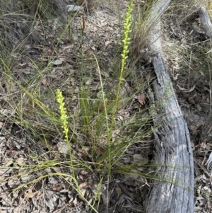 Microtis unifolia at Cook, ACT - suppressed