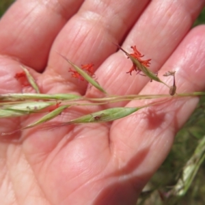 Rytidosperma pallidum at Hall, ACT - 2 Dec 2022