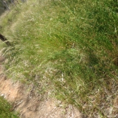 Rytidosperma pallidum at Hall, ACT - 2 Dec 2022