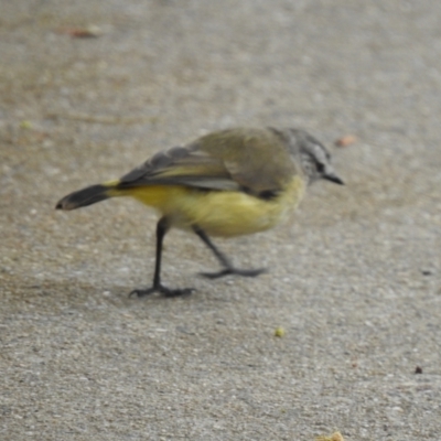 Acanthiza chrysorrhoa (Yellow-rumped Thornbill) at Queanbeyan River - 1 Dec 2022 by GlossyGal