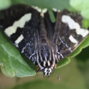 Phalaenoides glycinae at Holt, ACT - 3 Dec 2022