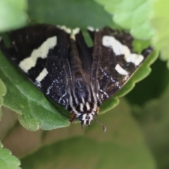 Phalaenoides glycinae at Holt, ACT - 3 Dec 2022