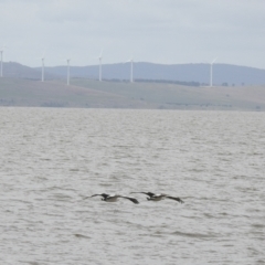 Pelecanus conspicillatus (Australian Pelican) at Lake George, NSW - 1 Dec 2022 by GlossyGal