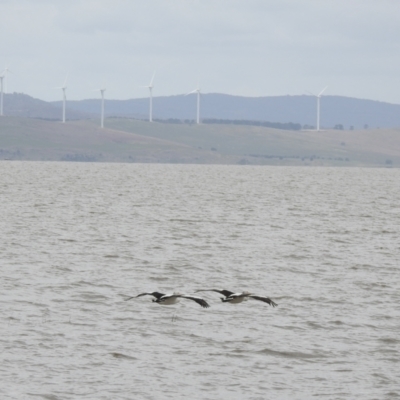 Pelecanus conspicillatus (Australian Pelican) at Lake George, NSW - 1 Dec 2022 by GlossyGal