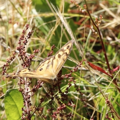 Heteronympha merope (Common Brown Butterfly) at Stromlo, ACT - 2 Dec 2022 by JimL