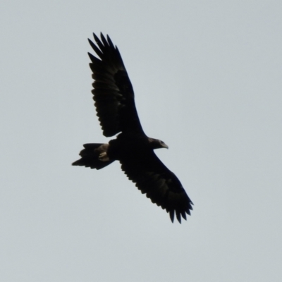 Aquila audax (Wedge-tailed Eagle) at Lake George, NSW - 1 Dec 2022 by GlossyGal